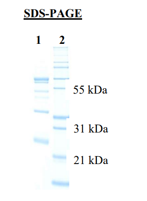 1) IgY<br />2) Mol Weight Standard